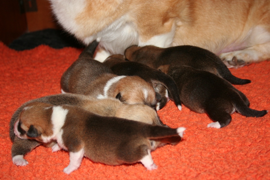 Puppies